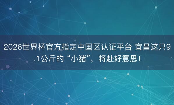 2026世界杯官方指定中国区认证平台 宜昌这只9.1公斤的 “小猪”，将赴好意思！